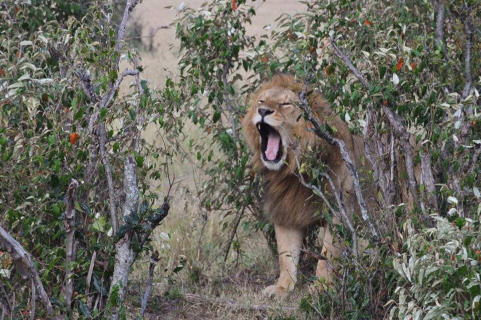 Nairobi — Parc national